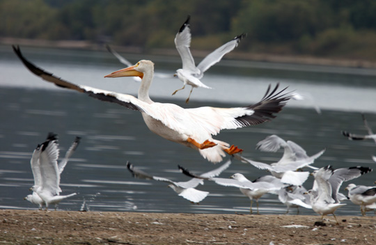 pelican