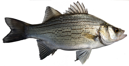 white_bass copy 2